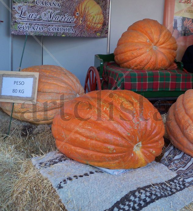 ZAPALLO GIGANTE