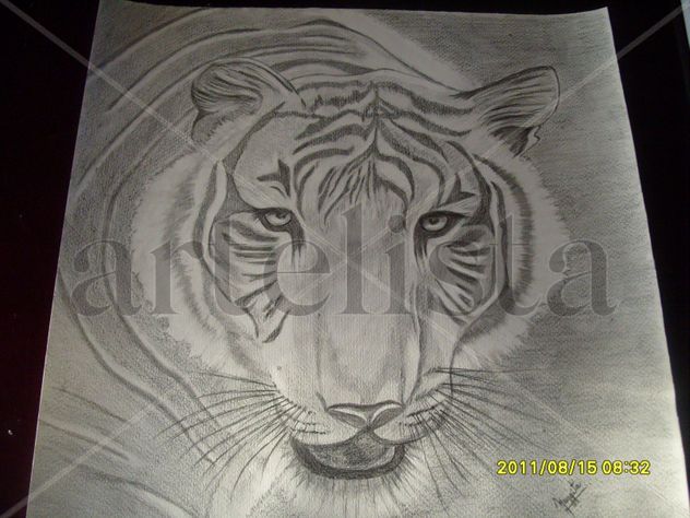 tigre