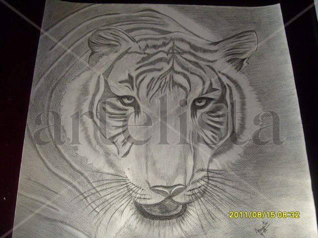 tigre Charcoal