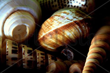 Caracolas