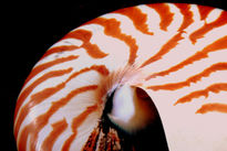 Nautilus