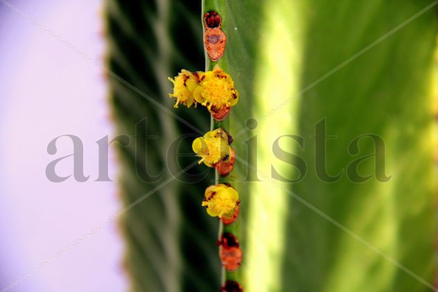 Cactus