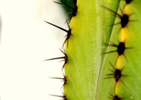 Espinas de cactus