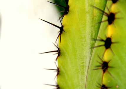 Espinas de cactus