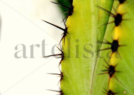 Espinas de cactus