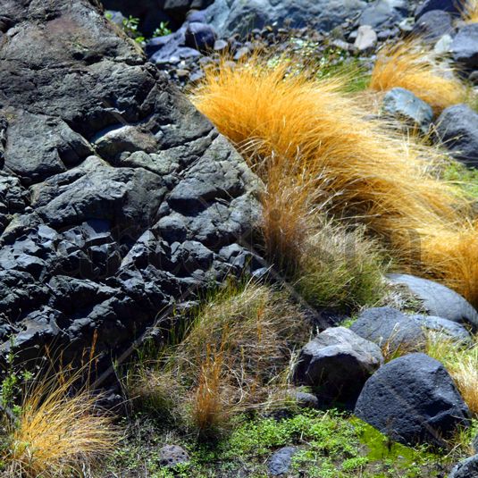 caldera grass 2 Naturaleza Color (Digital)