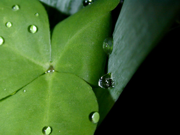 rostros de la naturaleza
