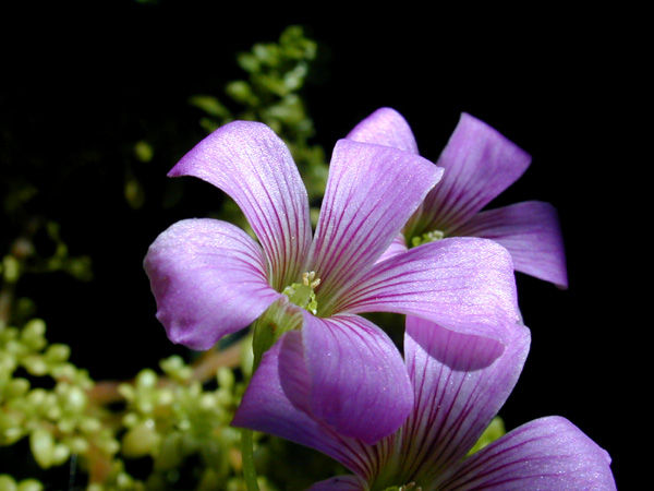 Buscando la luz Naturaleza Color (Digital)