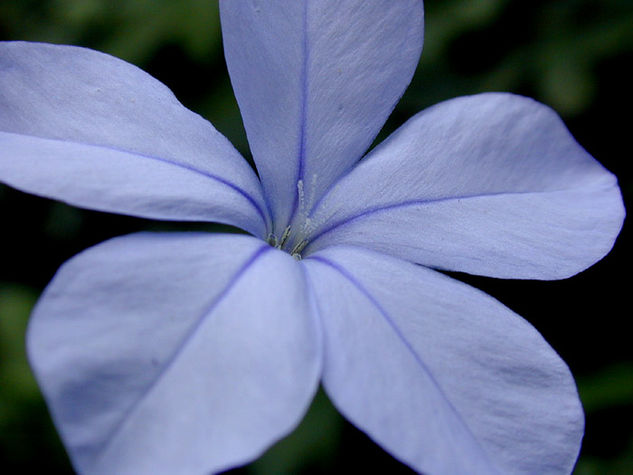 Simple azul.. Nature Color (Digital)