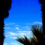 palm-tree silhouette