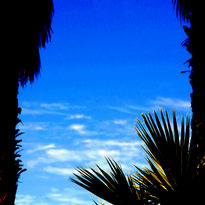 Palm-tree silhouette