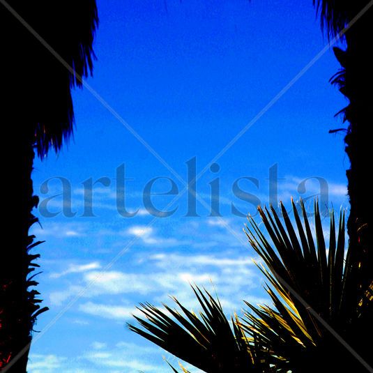 palm-tree silhouette Naturaleza Color (Digital)