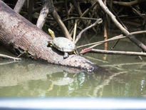 Tortuga en un Manglar