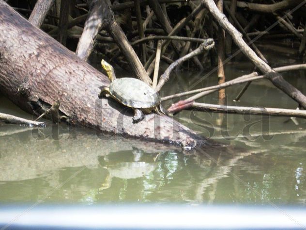 Tortuga en un Manglar