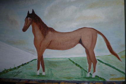 Anglo arave,caballo