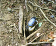 Cangrejo azul.
