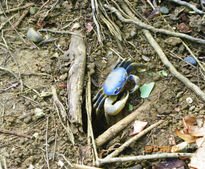 Cangrejo azul.