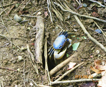 Cangrejo azul.