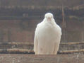 Paloma Blanca