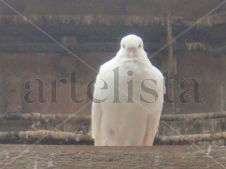 Paloma Blanca