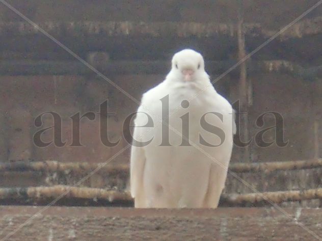 Paloma Blanca