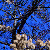 Burnt trees