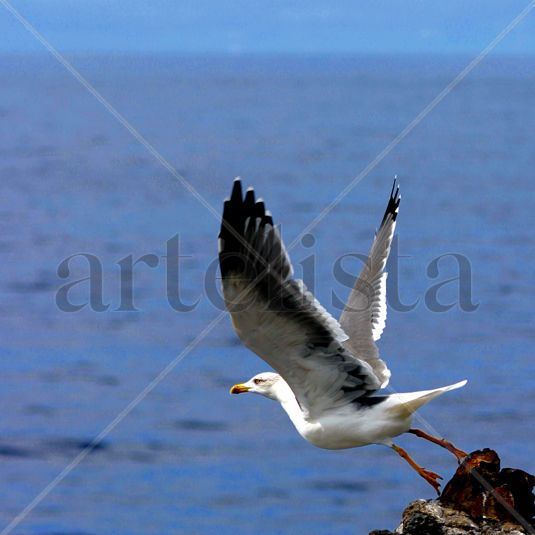 take-off Nature Color (Digital)