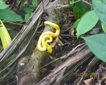 Fauna en Costa Rica
