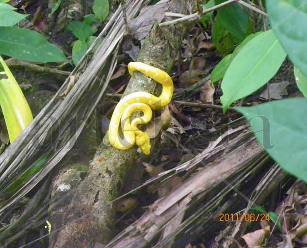 Fauna en Costa Rica Nature Color (Digital)