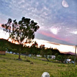 animales thumbnail 1