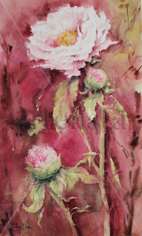 Peonias