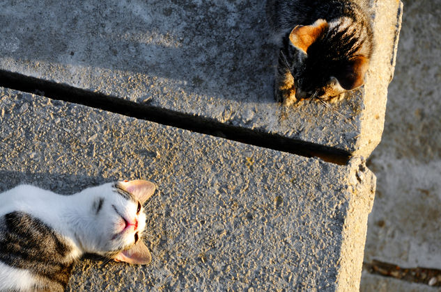 Relax felino 