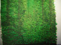 SELVA