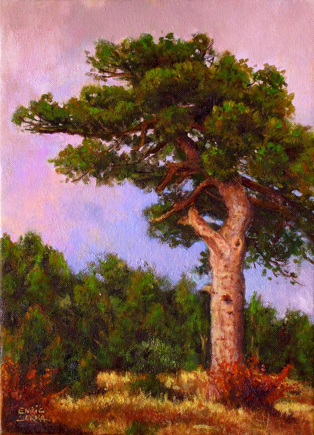 El pino / The pine tree.