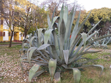 Agave en la...