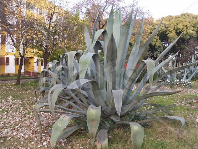 AGAVE EN LA PLAZOLETA SIN NOMBRE Naturaleza Color (Digital)