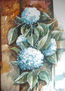 hortensias