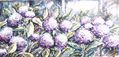 hortensias