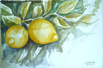 Limones