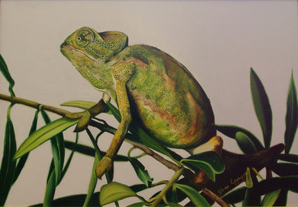 Camaleon fondo claro