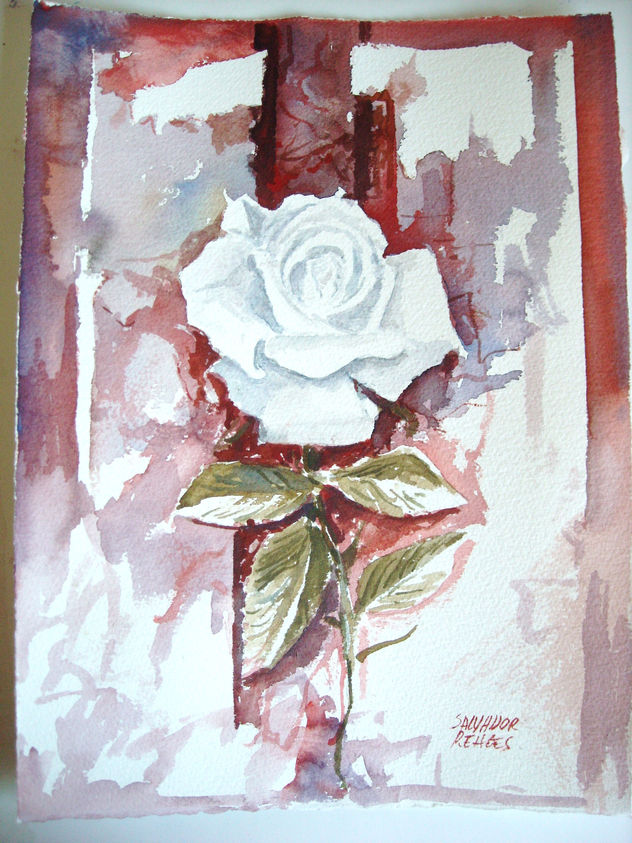rosa blanca