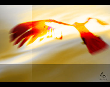 Condor