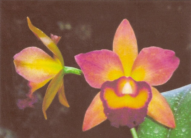 flor