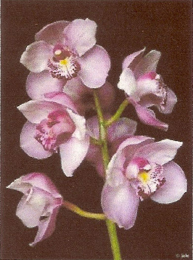 flores en penumbra