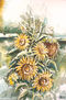 GIRASOLES
