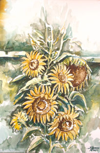 Girasoles