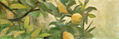 Limonero horizontal