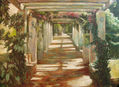 Boganvillea luces y sombras