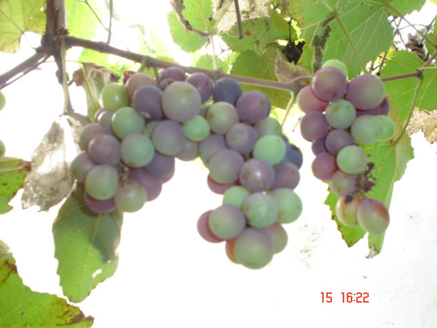 Uvas Nature Color (Digital)