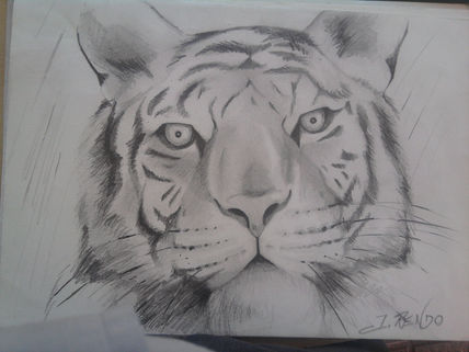 Tigre